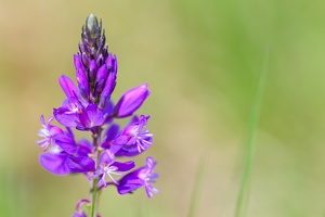 Schopfige Kreuzblume (Polygala comosa)