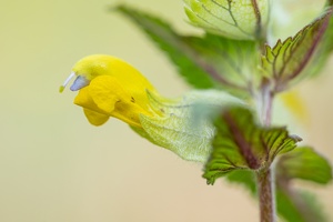 Zottiger Klappertopf (Rhinanthus alectorolophus)