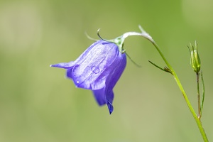 Rundblättrige Glockenblume (Campanula rotundifolia)