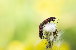 Knappe (Spilostethus saxatilis)