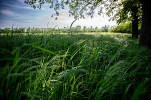 Wiese am Rand der Isaraue