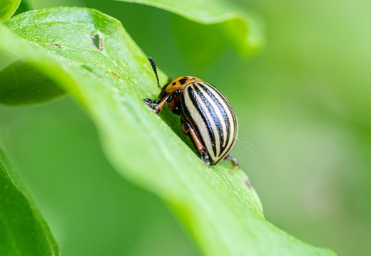 Kartoffelkäfer (Leptinotarsa decemlineata)