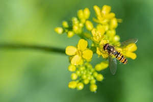 Hainschwebfliege (Episyrphus balteatus)