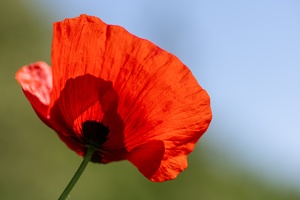 Klatschmohn (Papaver rhoeas)