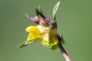 Kleiner Klappertopf (Rhinanthus minor)