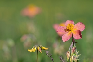 Sonnenröschen (Helianthemum Spec.)