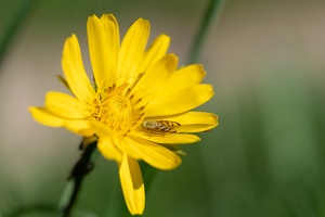 Bohrfliege (Chaetorellia jaceae) auf Wiesenbocksbart