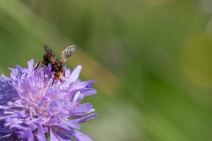 Breitstirnblasenkopffliege (Sicus ferrugineus)