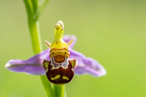 Bienen-Ragwurz (Ophrys apifera)