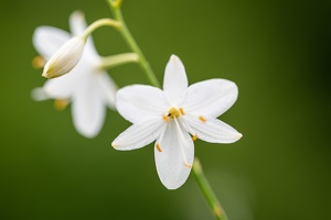 Rispige Graslilie (Anthericum ramosum)