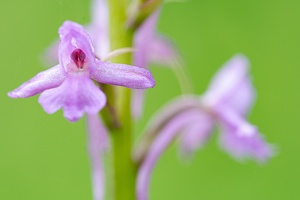 Mücken-Händelwurz (Gymnadenia conopsea), Einzelblüte