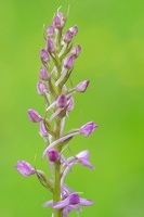 Mücken-Händelwurz (Gymnadenia conopsea)