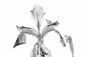 Venerable fragility