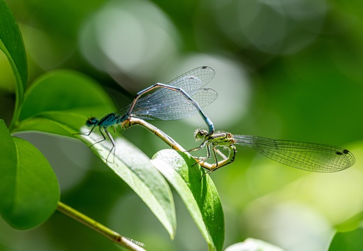 Hufeisen-Azurjungfer (Coenagrion puella), Tandem-3