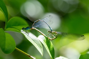 Hufeisen-Azurjungfer (Coenagrion puella), Tandem-3