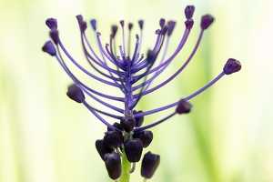 Schopfige Traubenhyazinthe (Muscari comosum)