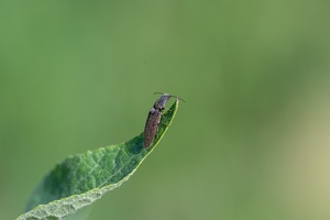 Gewöhnlicher Schnellkäfer (Athous haemorrhoidalis)