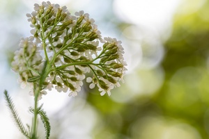 Schafgarben (Achillea) im Zwielicht