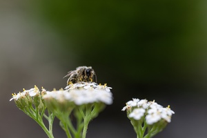 Wildbiene auf Schafgarbe