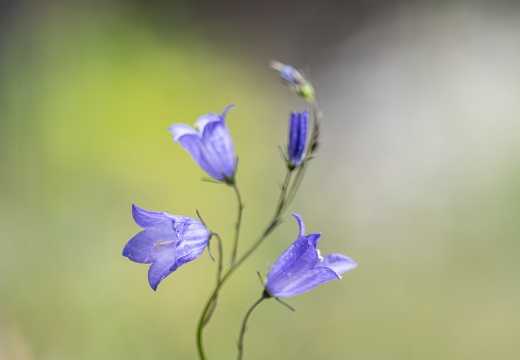 Rundblättrige Glockenblume (Campanula rotundifolia)