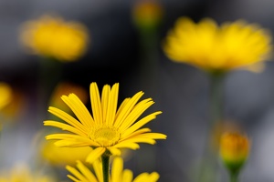 Weidenblättriges Ochsenauge (Buphthalmum salicifolium)
