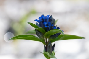 Kreuz-Enzian (Gentiana cruciata)