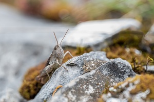Rotflügelige Ödlandschrecke (Oedipoda germanica)