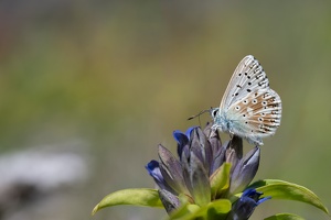 Silbergrüner Bläuling (Lysandra coridon) auf Kreuzenzian