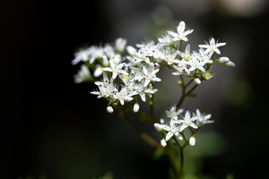 Weiße Fetthenne (Sedum album)