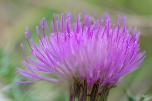 Stängellose Kratzdistel (Cirsium acaulon)
