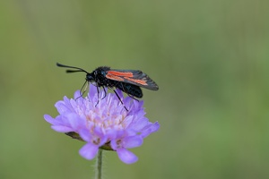 Thymian/Bibernell-Widderchen (Zygaena purpuralis/minos)