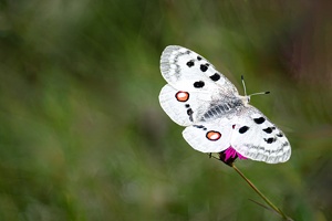 Roter Apollo oder Apollofalter (Parnassius apollo)