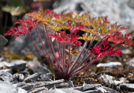 Ruprechtskraut (Geranium robertianum)