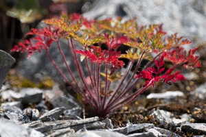Ruprechtskraut (Geranium robertianum)