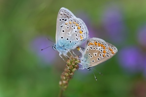 Hauhechel-Bläuling (Polyommatus icarus) bei der Paarung