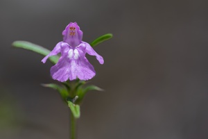 Schmalblättriger Hohlzahn (Galeopsis angustifolia)