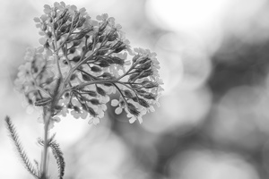Delicate light