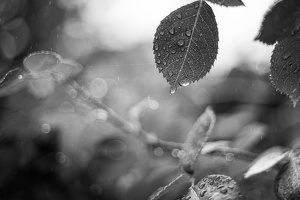 Rainy days
