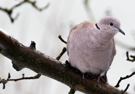 Türkentaube (Streptopelia decaocto)