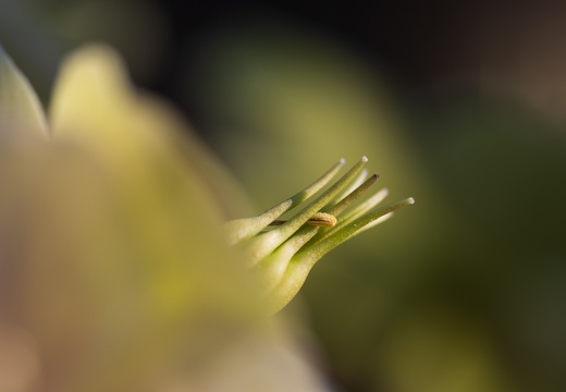 Schwarze Nieswurz (Helleborus niger)