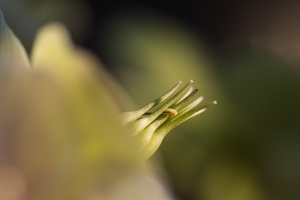 Schwarze Nieswurz (Helleborus niger)