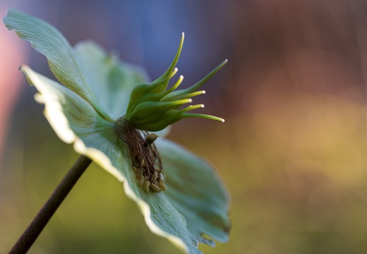 Schwarze Nieswurz (Helleborus niger)