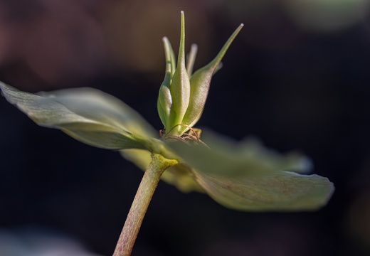 Schwarze Nieswurz (Helleborus niger)