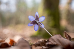 Leberblümchen (Hepatica nobilis)