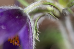 Gewöhnliche Kuhschelle (Pulsatilla vulgaris)