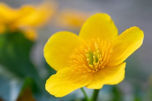 Sumpfdotterblume (Caltha palustris)