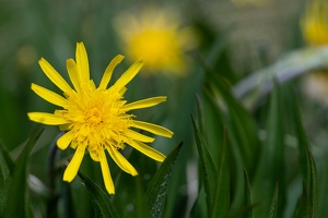 Niedrige Schwarzwurzel (Scorzonera humilis)