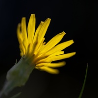 Niedrige Schwarzwurzel (Scorzonera humilis)