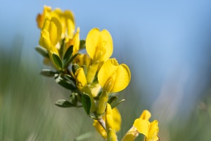 Regensburger Zwergginster (Chamaecytisus ratisbonensis)