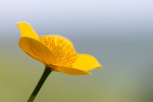 Sumpfdotterblume (Caltha palustris)